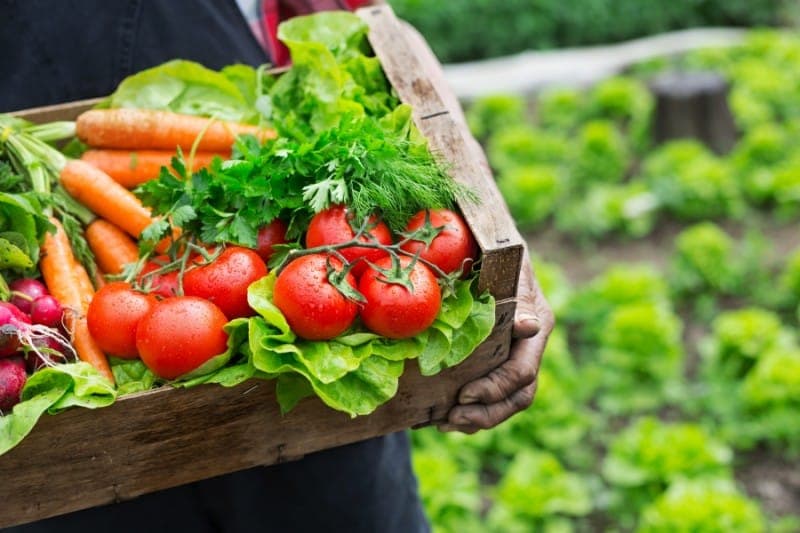 The Essence of Farm-to-Table Delights:...